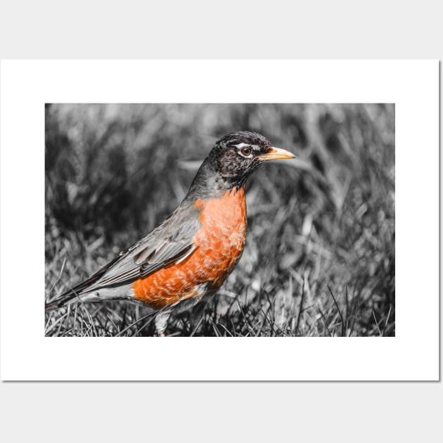 American Robin Isolated Color Photograph Wall Art by love-fi